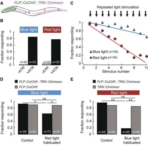 Figure 2 Bimodal excitation of separate classes of Chrimson- and CoChR-expressing neurons in single animals