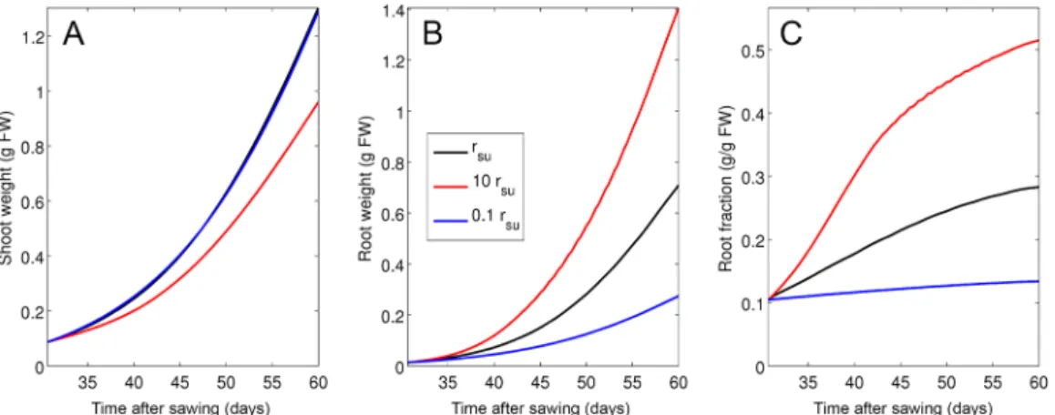 Fig 8. Simulation of growth dynamics as a function of phloem resistance. Shoot (A) and root (B) weight was simulated in conceptual mutants with decreased or increased phloem resistance (r su ) by a factor 0.1 and 10, respectively