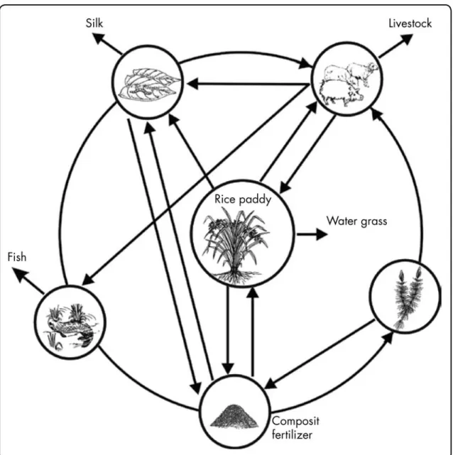 Figure 2.27: In mulberry dike-fish pond complex, mulberry leaves are fed to the silkworms, whose  excreta are used as fish food, and the fertile pond mud-consisting of fish excreta, organic matter, and  chemical elements-is brought up from the bottom and u