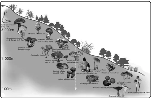 Figure 2.29: Underground fauna and flora are often neglected. Tree litters, biomass and organic matters provide nutrients not only for trees and crops above ground, but also a variety of mushrooms
