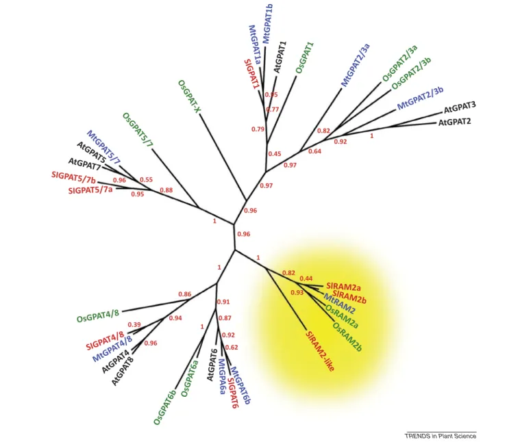 Figure 1. Phylogeny of glycerol-3-phosphate acyltransferases (GPATs). Phylogram of the entire GPAT families of the AM competent species Medicago truncatula, Solanum lycopersicum, Oryza sativa (rice), and of the non-mycorrhizal species Arabidopsis thaliana