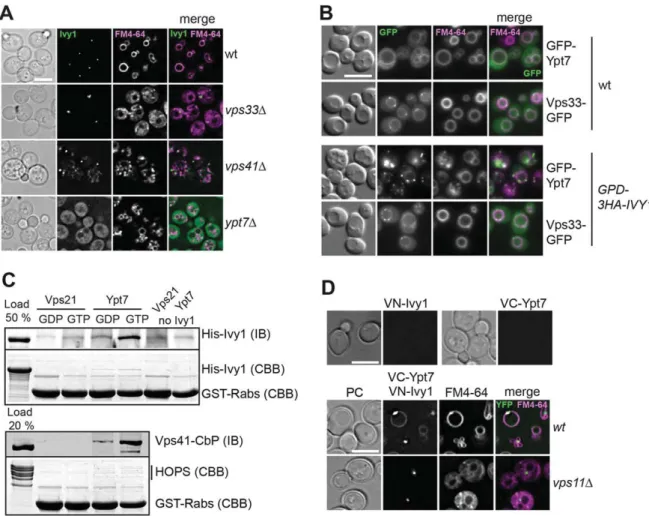 Fig. 2. Ivy1 is an effector of Ypt7. (A) Localization of Ivy1-GFP is dependent on Ypt7