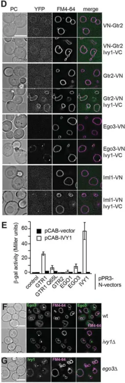 Fig. 3. Ivy1 colocalizes and interacts with the EGO complex. (A) Distribution of Ivy1-GFP on vacuoles relative to other vacuolar markers, membrane contact sites and other organelles