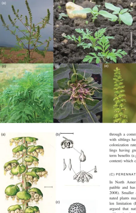 Fig. 4. Appearance of Ambrosia artemisiifolia: (a) whole plant; (b) seedlings, together with seedlings of sun ﬂ ower (Helianthus annuus); (c) juvenile plant; (d) female syn ﬂ orescence; and (e) male racemes.