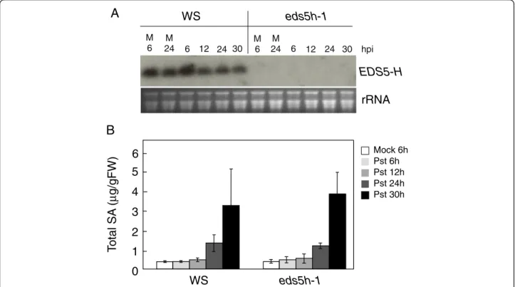 Fig. 5 Characterization of the eds5h-1 mutant. a) Expression analysis of the EDS5H. 10 mM MgCl 2 (M) or P