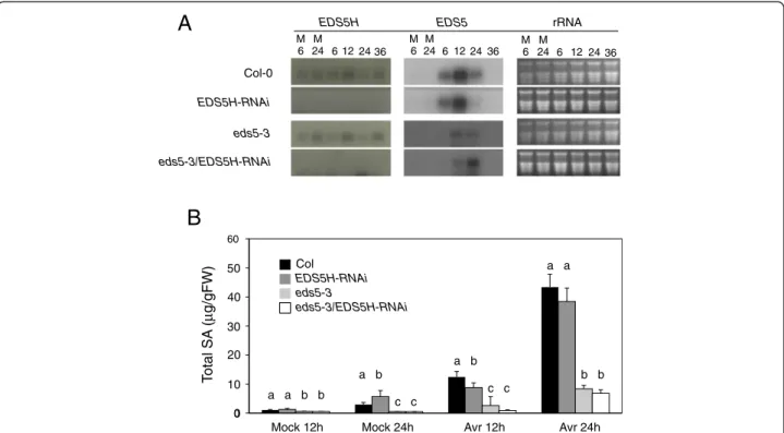 Fig. 6 Characterization of the EDS5H-RNAi mutant and eds5-3/EDS5H-RNAi double mutant. a) Expression analysis of EDS5H and EDS5 in different genotypes
