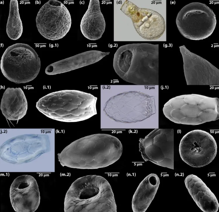 Fig. 7. Scanning electron microscopy and light micrographs of typical testate amoeba taxa found in Chile: (a) Nebela barbata psilonata Jung, 1942: from a rainforest, IC (from Fernández et al