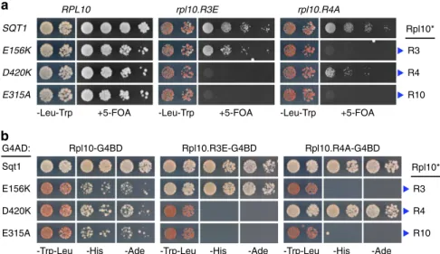 Figure 6 | The essential function of Sqt1 consists in Rpl10 binding. (a) Allele-speciﬁc synthetic lethality between interaction surface mutants of sqt1 and rpl10