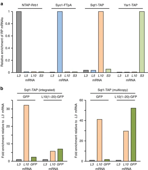 Figure 7 | Chaperones are recruited to nascent ribosomal proteins. (a) The chaperone proteins were afﬁnity puriﬁed (IgG-Sepharose pull-down) from extracts of cycloheximide-treated cells and the associated RNA was isolated from the TEV eluates