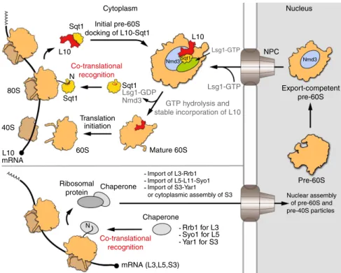 Figure 8 | Model highlighting the co-translational capturing of selected ribosomal proteins by their dedicated chaperones
