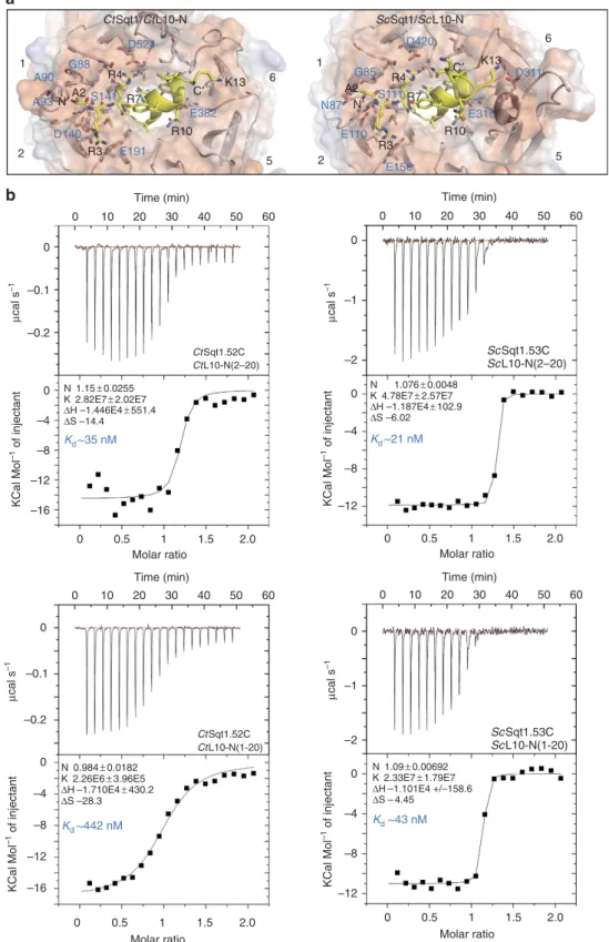 Figure 3 | A thermophilic adaptation might sense the processing status of Rpl10’s N-terminal methionine