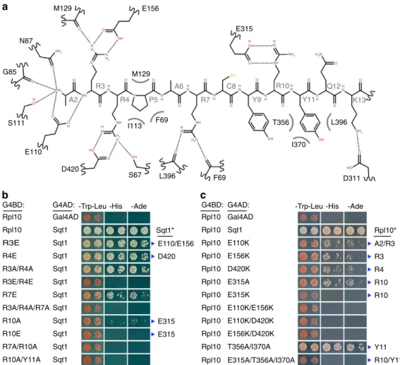 Figure 4 | Ionic interactions are critical determinants of L10-N binding by Sqt1. (a) Representation of the mode of L10-N recognition by ScSqt1.