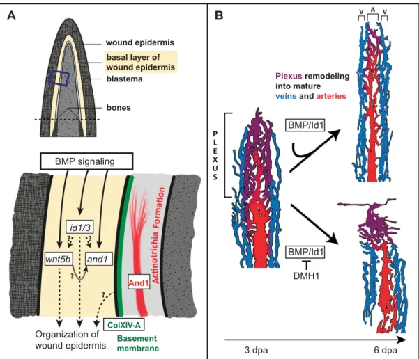 Figure 8. Model of the novel BMP activities in the wound epithelium and the vasculature of the ﬁn regenerate