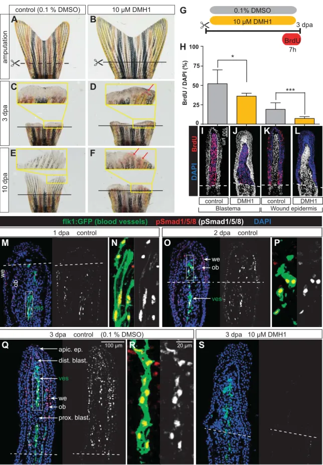 Figure 1. DMH1-mediated inhibition of BMP signaling arrests ﬁn regeneration during the early outgrowth phase