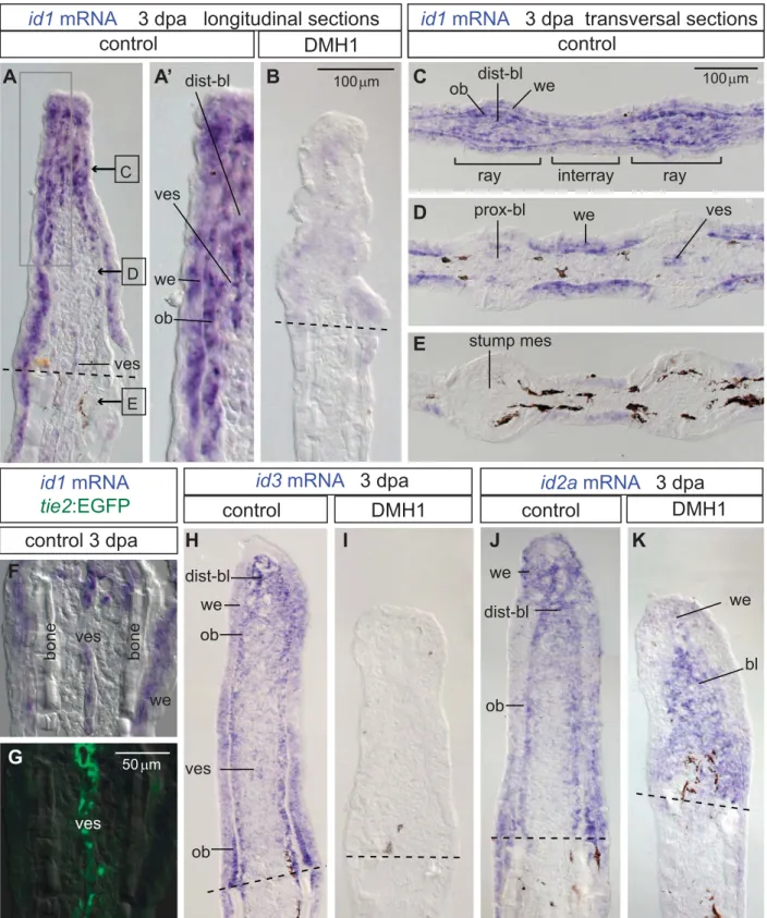Figure 2. Expression of id1 and id3 genes reﬂects the transcriptional activity of BMP signaling in multiple tissues of the ﬁn regenerate