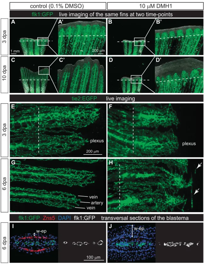 Figure 4. Exposure to DMH1 impairs plexus remodeling into mature blood vessels. A–D) Live imaging of ﬂk1:GFP transgenic ﬁsh at 3 and 10 dpa