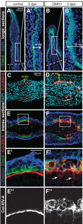 Figure 5. BMP signaling is required for the organization of the basal epithelium of the regenerating rays