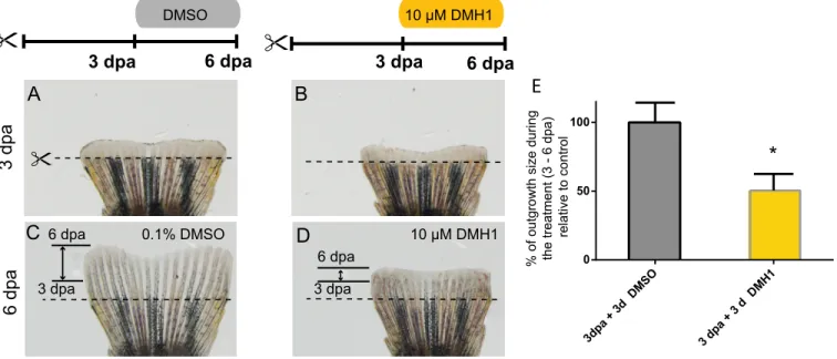 Figure S4. Phenotypic analysis of ﬁn regeneration exposed to diﬀerent DMH1 concentrations