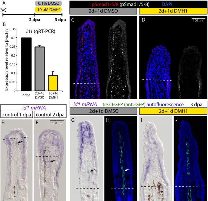 Figure S6. id3, but not id2a, is expressed in the blood vessels of the rays during ﬁn regeneration.