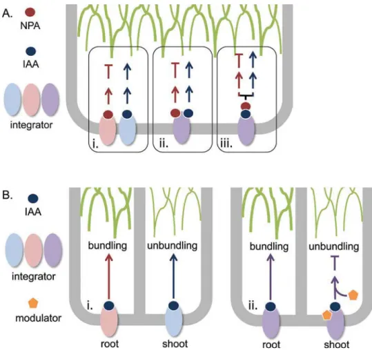 Fig. 3.  Action of a putative auxin-actin integrator. (A) Hypothetic working model on a putative auxin-actin integrator