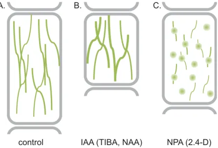 Fig. 1.  Effect of auxins and auxin transport inhibitors on actin stability and cell growth in the root elongation zone
