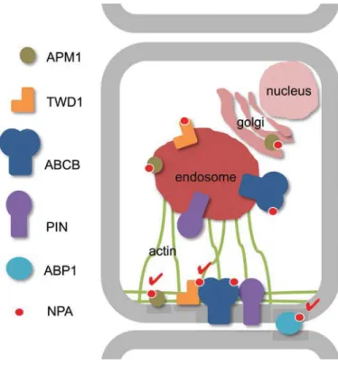 Fig. 2.  Location and roles of veriﬁed NPA targets. Vesicle-dependent  transport of components of the auxin efﬂux complex, such as the FKBP42/