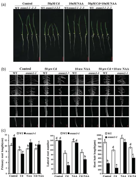 Figure 4. Effect of Cd stress on WT and osaux1 roots.