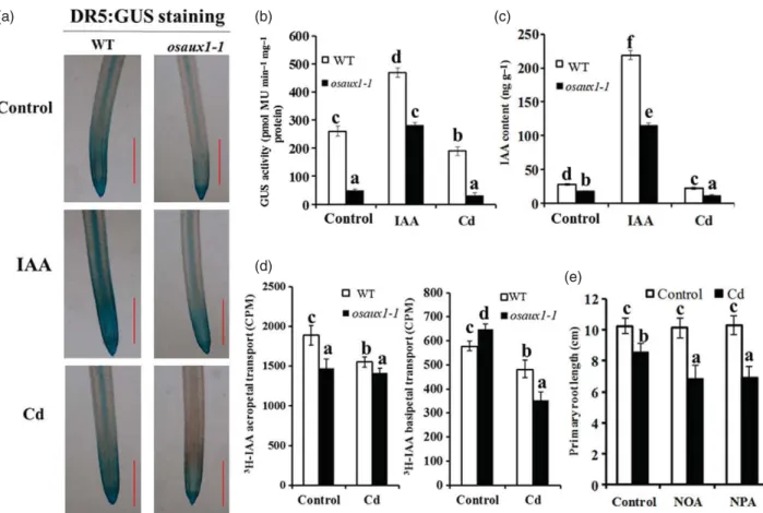 Figure 5. Auxin levels of WT and the osaux1-1 mutant under IAA/Cd stress, and the WT response to Cd stress after application of NOA or NPA.