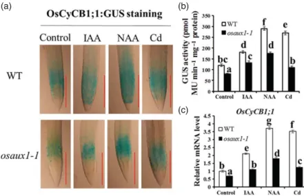 Figure 6. Characterization of OsCyCB1;1 expression in WT and osaux1-1 under IAA and Cd treatments.