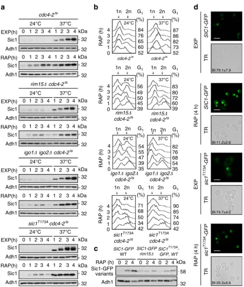 Figure 3 | Inactivation of SCF Cdc4 stabilizes Sic1 T173A . (a) Levels of endogenous Sic1 were determined by immunoblot analyses as in Fig