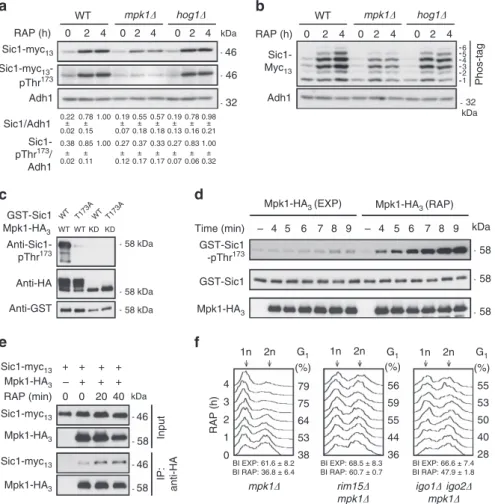 Figure 4 | Mpk1 phosphorylates Thr 173 in Sic1. (a) Mpk1, but not Hog1, is required for normal Sic1 accumulation in rapamycin-treated cells