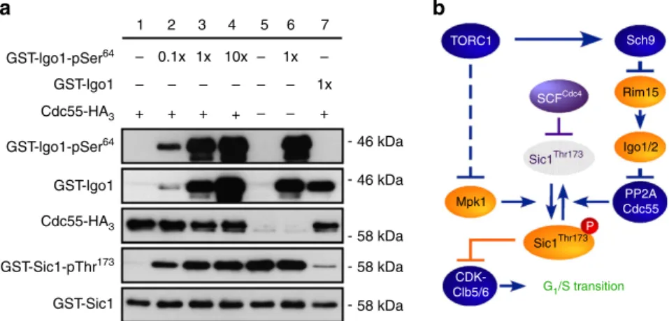 Figure 5 | TORC1 coordinates G 1 –S cell cycle progression via Mpk1 and PP2A Cdc55 . (a) PP2A Cdc55 dephosphorylates pThr 173 in Sic1 and this activity is inhibited in a concentration-dependent manner by activated Igo1 (Igo1-pSer 64 ), but not inactive Igo