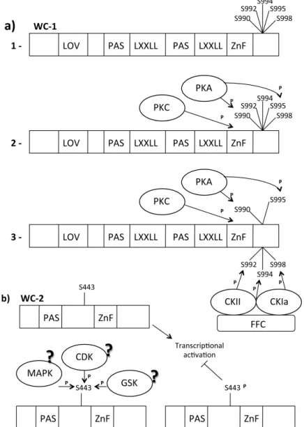 Figure 3. WC-1/WC-2 post translation modification (PTM) Modifications. Legend:  