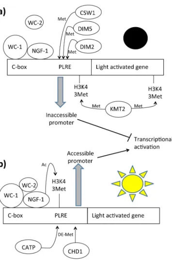 Figure 4. Light dependent chromatin remodeling on light activable genes. Legend: C-box: 