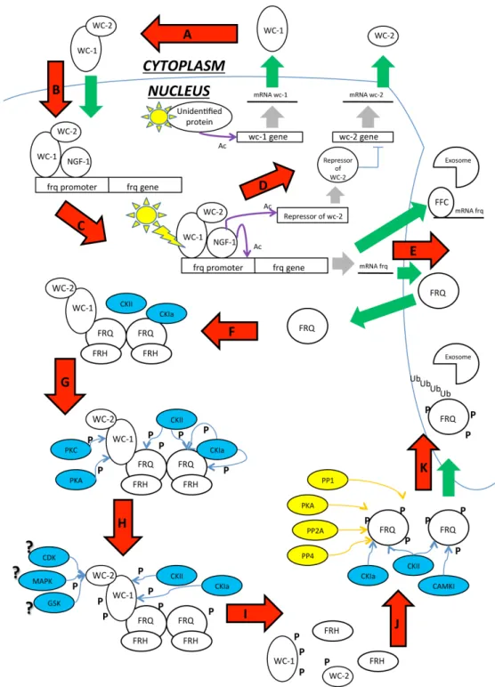 Figure 5. Scheme reporting the major PTM identified in the process of the circadian   clock in N