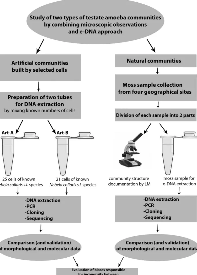 Fig. 1. Schematic flow of experiments used in this study to determine the relationship between clone-library data and microscopy data.
