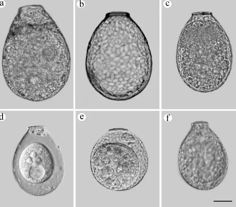 Fig. 2. Light microscopy images of the six taxa within the Nebela collaris s.l. group included in this study, (a) Nebela collaris, (b) N