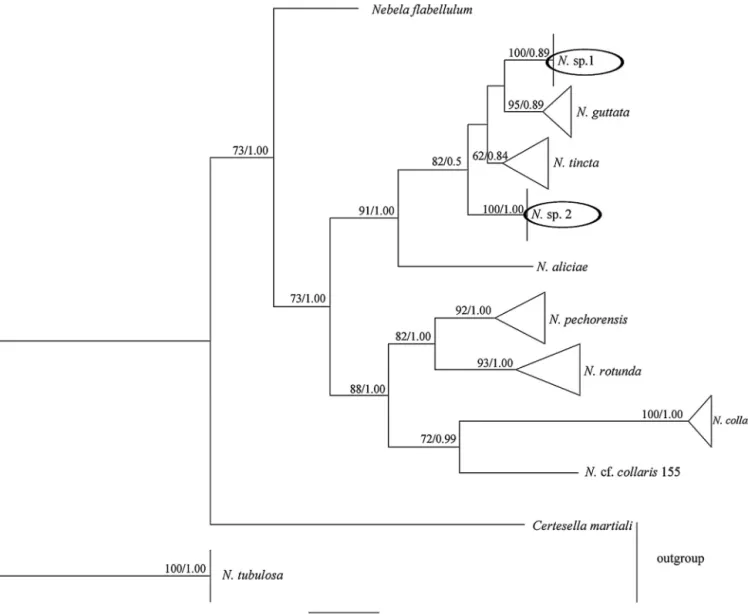 Fig. 3. Maximum likelihood bootstrap consensus tree including 31 sequences of N. collaris s.l