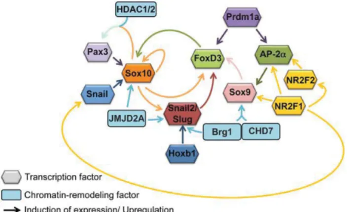 FIGURE 1: Gene regulatory network in the neural crest. A com- com-plex network of transcription factors and chromatin-remodeling factors regulates the specification, survival and migration of  neu-ral crest cells