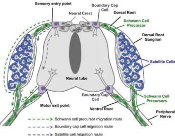 FIGURE 2: Localization and migration routes of peripheral glia.
