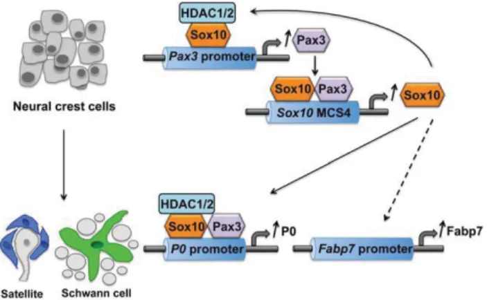 FIGURE 4: Concerted action of HDAC1/2, Pax3 and Sox10 directs neural crest cells into peripheral glia