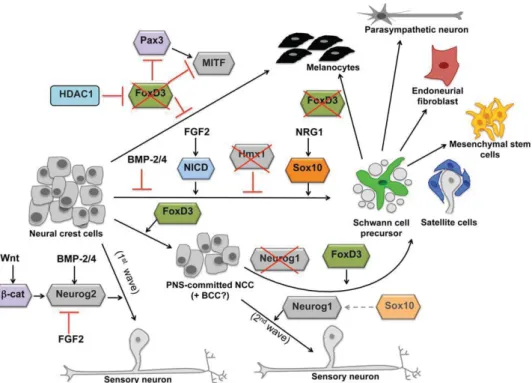 FIGURE 5: Cell fate decision. Wnt, BMP, FGF and neuregulin-1 (NRG1) signaling orchestrate the action of the transcription factors that direct cell fate decision of neural crest cells into either sensory neurons, melanocytes or peripheral glia