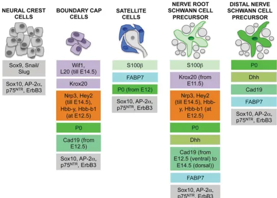 FIGURE 6: Specific markers of peripheral glia and their progenitors. Colors are used for easier identification of markers that are expressed in several lineages