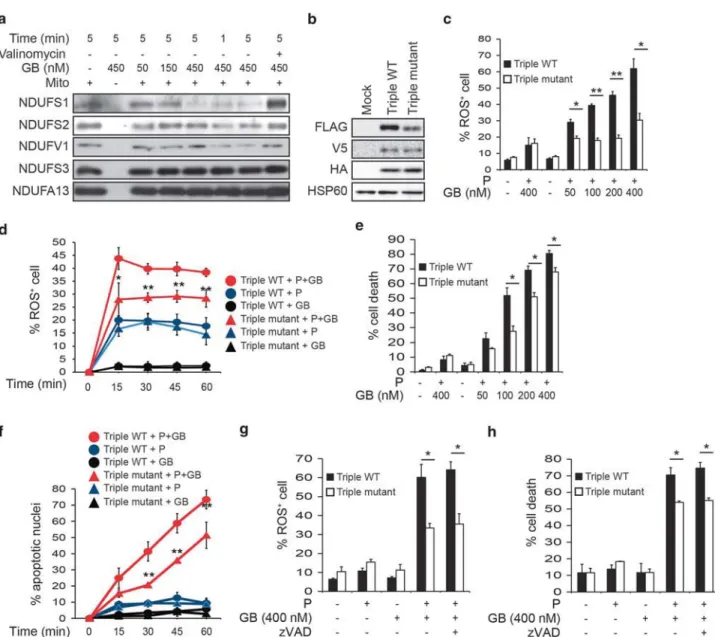 Figure 2 Overexpression of GB-uncleavable NDUFS1, NDUFS2 and NDUFV1 protects against GB-induced ROS production and cell death