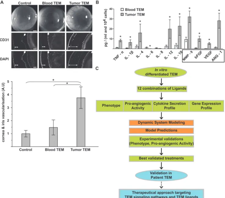 Fig 1. Phenotypical signature of pro-angiogenic TEM. (A) In vivo corneal vascularization assay to assess the pro-angiogenic activity of TEM isolated from peripheral blood and tumor of breast cancer patients