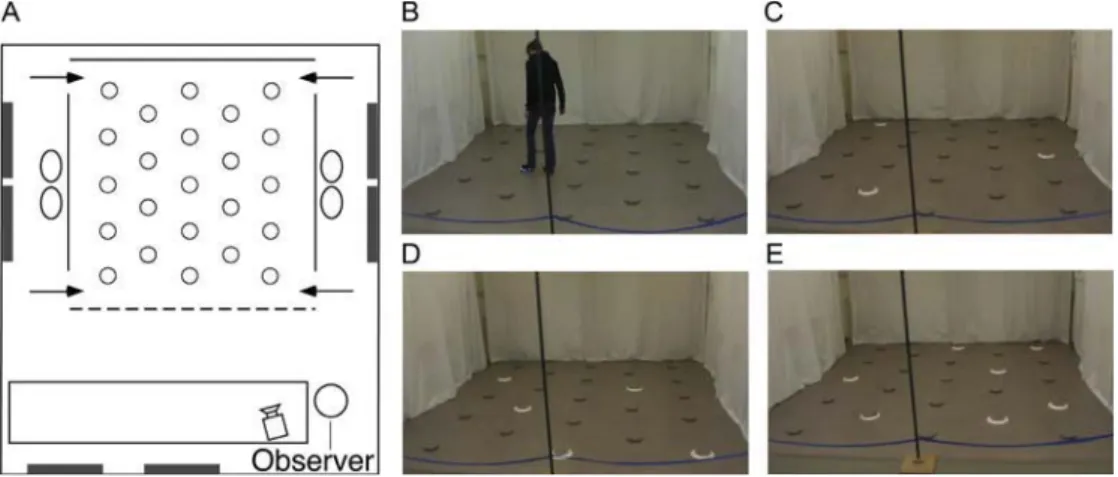 Fig. 1. Testing environment. (A) Schematic, aerial view of the experimental room (6 m  7 m) containing polarizing features such as doors, tables (white rectangle), chairs, and wall posters