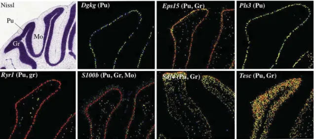 Fig. 5. Gene expression patterns in the cerebellum. The upper left panel shows the Nissl staining of a coronal section, highlighting the Purkinke- Purkinke-(Pu), the molecular- (Mo) and the granular (Gr) layers