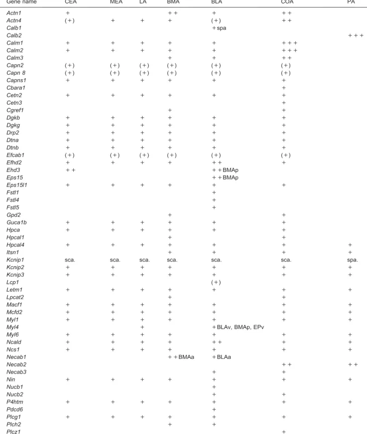 Table 7. EF-hand family genes expressed in the Amygdala. List of genes expressed in the various amygdalar subdivisions: CEA: central amygdalar nucleus; MEA: medial amygdalar nucleus; LA: lateral nucleus; BMA: basomedial amygdalar nucleus; BLA: basolateral 