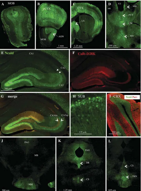 Fig. 9. Ncald protein expression in the mouse brain. (A) Ncald staining of moderate intensity is detected in the main olfactory bulb (MOB)