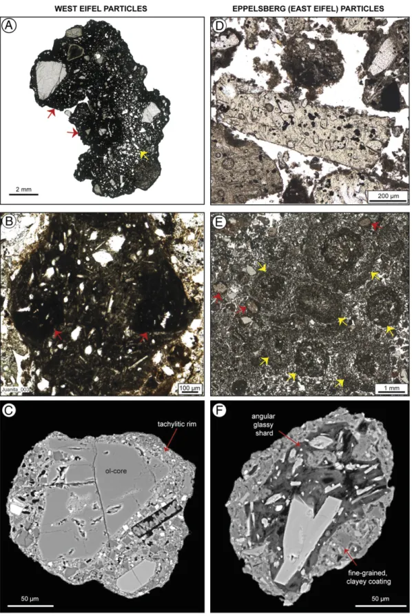 Fig. 5. Compilation of photomicrographs showing the characteristic features of juvenile particles from the studied West Eifel maars (A–C) and from the “Green Unit”, a maar phase of Eppelsberg volcano, East Eifel (D–F)